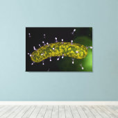 Mikroskopische Sicht auf Bakteriophage Leinwanddruck (Insitu (Holzboden))