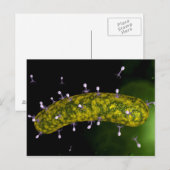 Mikroskopische Sicht auf Bakteriophage Postkarte (Vorne/Hinten)