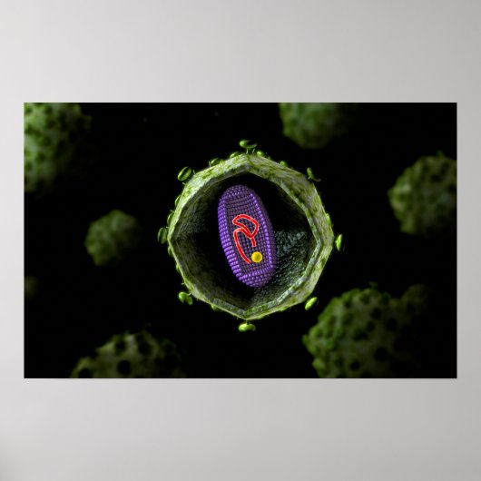 Mikroskopische Sicht auf das HIV-Virus, Querschnit Poster (Vorne)