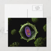 Mikroskopische Sicht auf das HIV-Virus, Querschnit Postkarte (Vorne/Hinten)