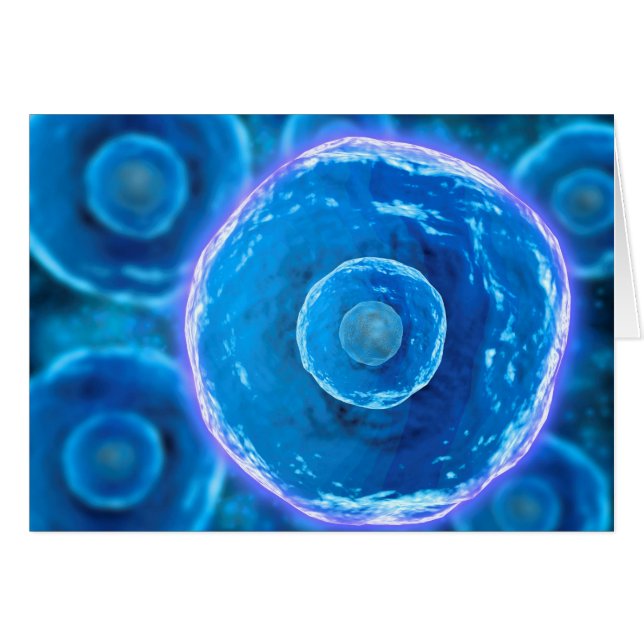 Mikroskopische Sicht auf menschliche B-Zellen 1 (Vorderseite (Horizontal))