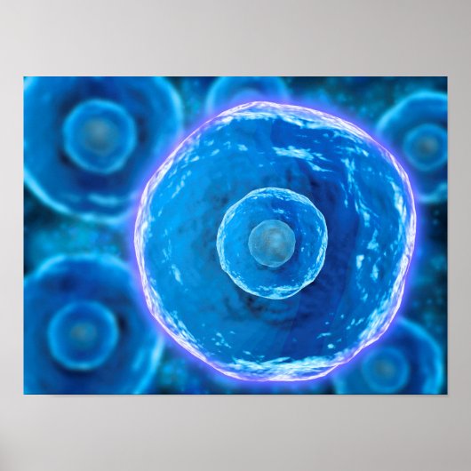 Mikroskopische Sicht auf menschliche B-Zellen 1 Poster (Vorne)