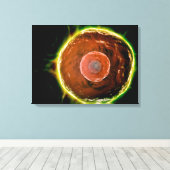 Mikroskopische Sicht auf menschliche B-Zellen 2 Leinwanddruck (Insitu (Holzboden))