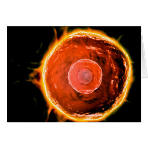 Mikroskopische Sicht auf menschliche B-Zellen 3