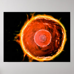 Mikroskopische Sicht auf menschliche B-Zellen 3 Poster