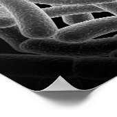 Mikroskopische Sicht der Bacilli-Bakterie Poster (Ecke)