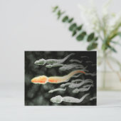 mikroskopische Sicht der Spermien Postkarte (Stehend Vorderseite)