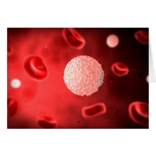 Mikroskopische Sicht der weißen Blutkörperchen (Vorderseite (Horizontal))