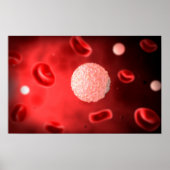Mikroskopische Sicht der weißen Blutkörperchen Poster (Vorne)