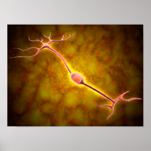 Mikroskopische Sicht einer bipolaren Neuron Poster