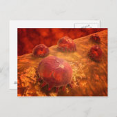 Mikroskopische Sicht phagozytischer Makrophagen 1 Postkarte (Vorne/Hinten)