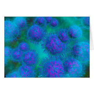 Mikroskopische Sicht von Diplococcus Bacterium