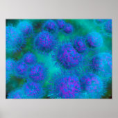 Mikroskopische Sicht von Diplococcus Bacterium Poster (Vorne)