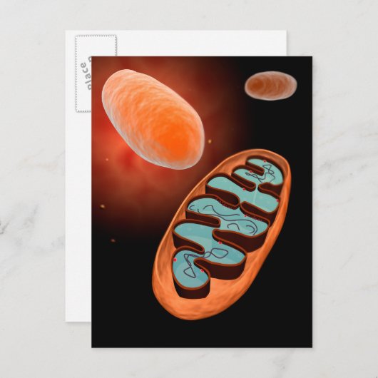 Mikroskopische Sicht von Mitochondrien 1 Postkarte (Vorne/Hinten)