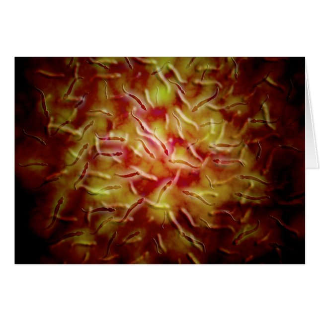 Mikroskopische Spermienansicht (Vorderseite (Horizontal))