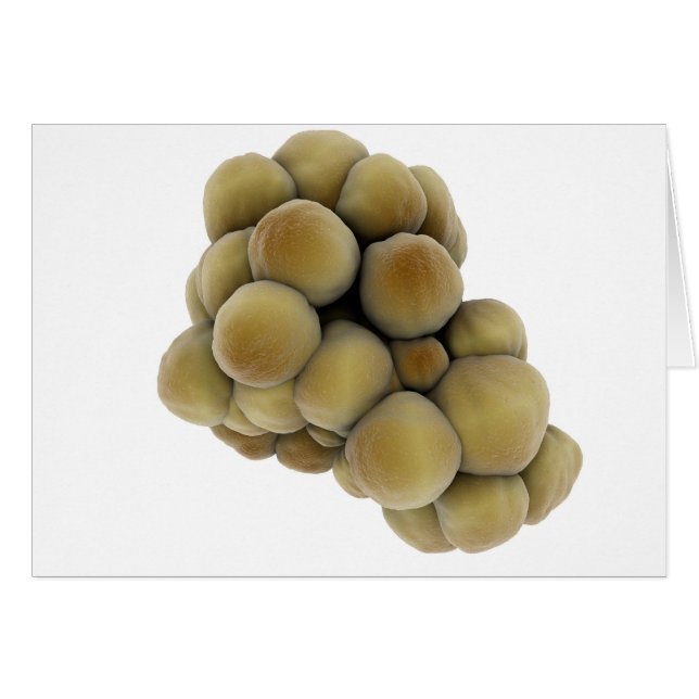 Mikroskopische Tumoransicht 5 (Vorderseite (Horizontal))