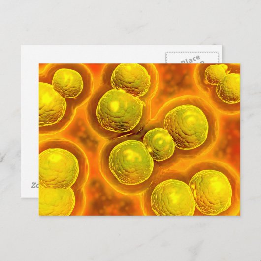 Mikroskopischer Blick auf Chlamydien Postkarte (Vorne/Hinten)