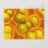 Mikroskopischer Blick auf Chlamydien Postkarte (Vorderseite)