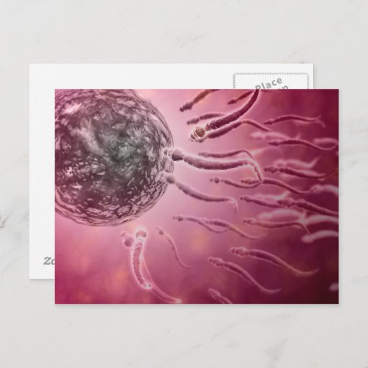 Mikroskopischer Blick von Spermien, die gegen Ei s Postkarte (Vorne/Hinten)