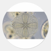 mikroskopisches Diatom Runder Aufkleber (Vorderseite)