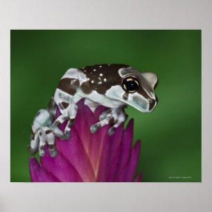 Milch-Frosch, Trachycephalus resinifictrix Poster