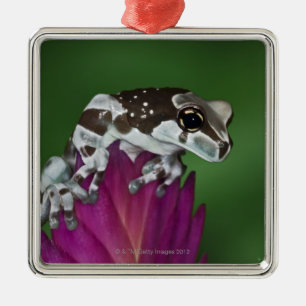 Milch-Frosch, Trachycephalus resinifictrix Silbernes Ornament