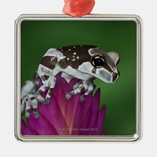 Milch-Frosch, Trachycephalus resinifictrix Silbernes Ornament (Vorne)