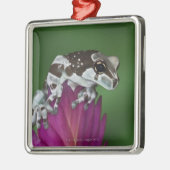 Milch-Frosch, Trachycephalus resinifictrix Silbernes Ornament (Links)