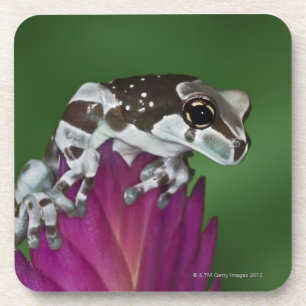 Milch-Frosch, Trachycephalus resinifictrix Untersetzer