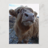 Milch? Postkarte (Vorderseite)