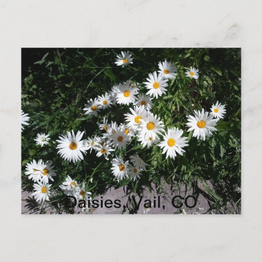 Milcherzeugnisse, Vail CO 1 Postkarte (Vorderseite)