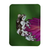 Milchfrosch, Trachycephalus resinifictrix Magnet (Vertikal)