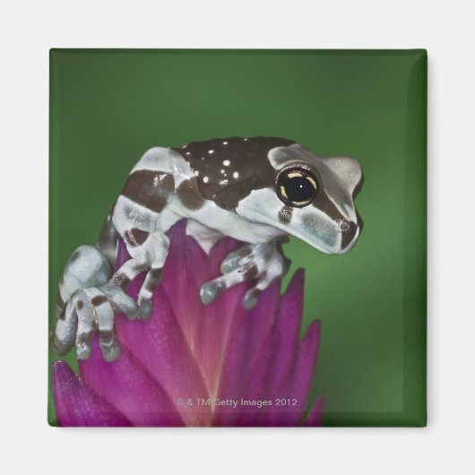 Milchfrosch, Trachycephalus resinifictrix Magnet (Vorne)