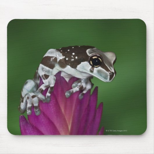 Milchfrosch, Trachycephalus resinifictrix Mousepad (Vorne)