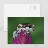 Milchfrosch, Trachycephalus resinifictrix Postkarte (Vorne/Hinten)