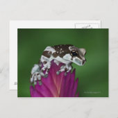 Milchfrosch, Trachycephalus resinifictrix Postkarte (Vorne/Hinten)