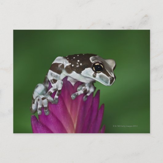 Milchfrosch, Trachycephalus resinifictrix Postkarte (Vorderseite)