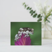 Milchfrosch, Trachycephalus resinifictrix Postkarte (Stehend Vorderseite)