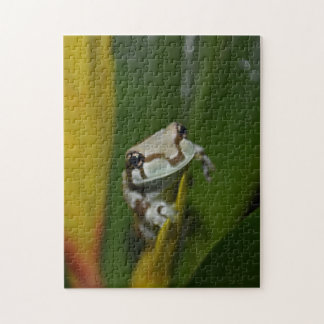 spiele frosch spiele frosch