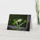 Milchkraut, Karte (Vorderseite)