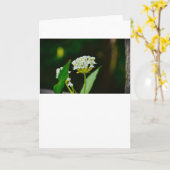 Milchkraut, Karte (Gelbe Blume)