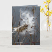 Milchkraut Karte (Gelbe Blume)