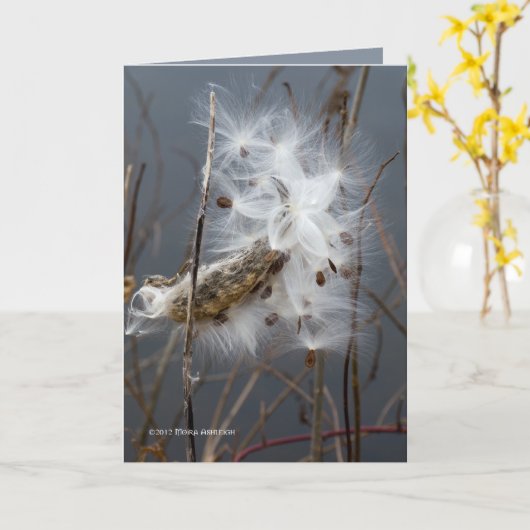 Milchkraut Karte (Gelbe Blume)