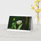 Milchkraut, Karte (Gelbe Blume)