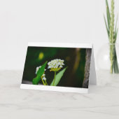 Milchkraut, Karte (Vorderseite)