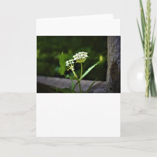 Milchkraut, Karte (Vorderseite)