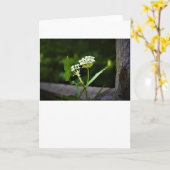 Milchkraut, Karte (Gelbe Blume)