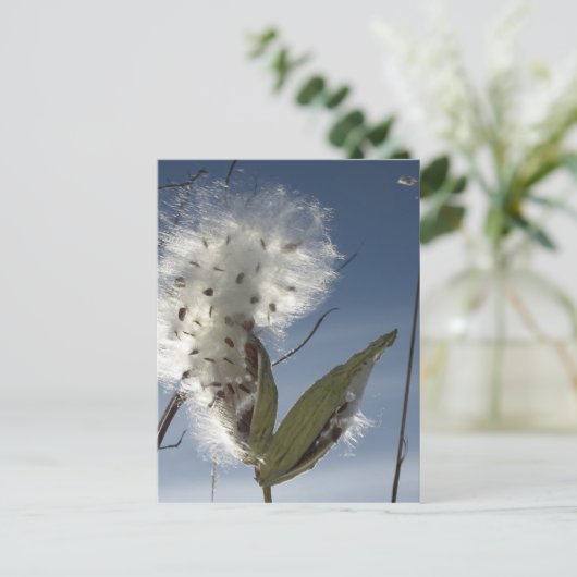 Milchkraut Postkarte (Stehend Vorderseite)