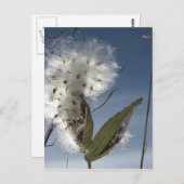 Milchkraut Postkarte (Vorne/Hinten)