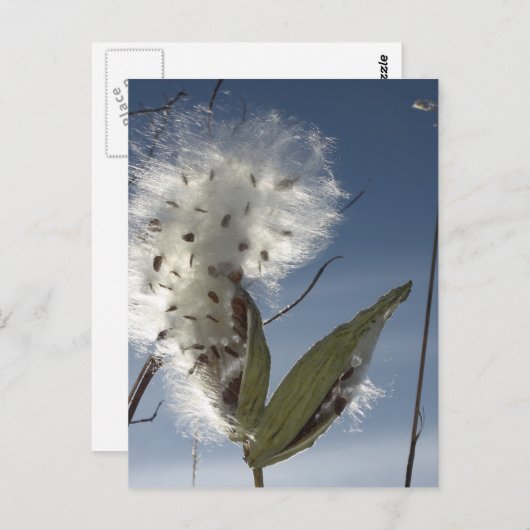 Milchkraut Postkarte (Vorne/Hinten)